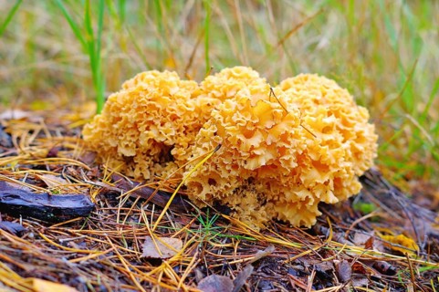 Eine braune Krause Glucke Pilz im Herbstwald, ein brauner Steinpilz im Herbstwald