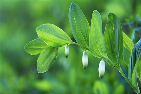 Solomon's seal