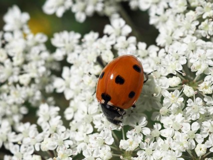 Ladybird (Coccinellidae) on white flower, blurred background, North Rhine-Westphalia, Germany,