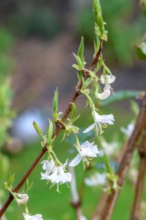 Lonicera × purpusii 'Winter Beauty', An den Dorfwiesen 9, Federal Republic of Germany