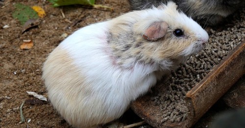 Guinea Pig (cavia porcellus), Adult Eating Food