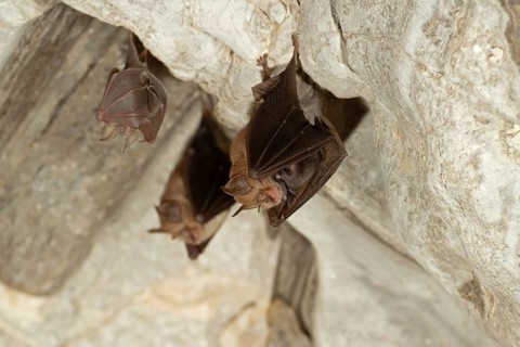 Lesser horseshoe bat (Rhinolophus hipposideros), female with young in maternity roost, bat