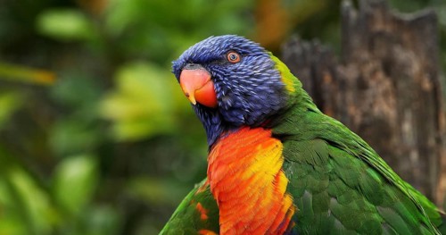 Rainbow Lorikeet (trichoglossus haematodus moluccanus), Adult standing on Branch