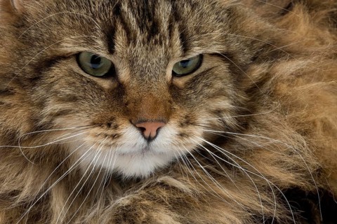 Angora Domestic Cat, Portrait of Male