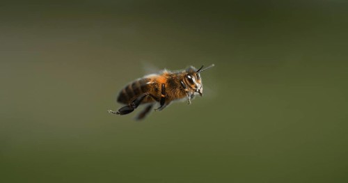 |European Honey Bee (apis mellifera), black Bee in Flight, Normandy