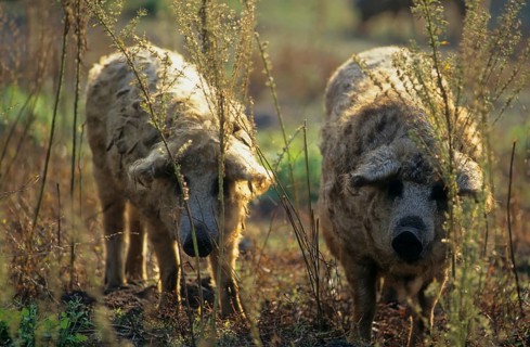 Mangalica pig, Mangalitza, Mangaliza, sheep pig, Mangalitza woolly pig
