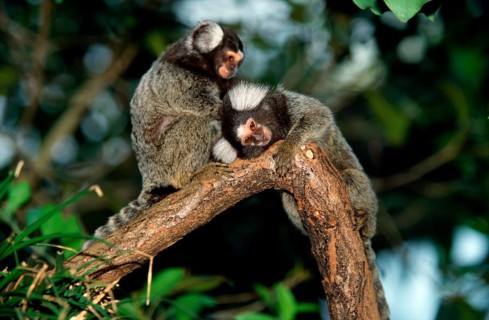 Common (Callithrix jacchus) Marmosets