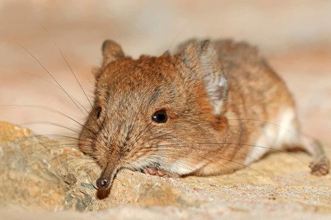 Short eared Elephant Shrew, short-eared trunkjumper, short-eared trunkjumper, short-eared elephant