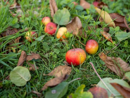 Apples lying under an apple tree in a garden, fallen fruit, Braunschweig, Lower Saxony, Germany,
