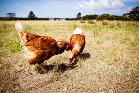 A flock of chickens roam freely in a lush green paddock near Clarkefield in Victoria, Australia,
