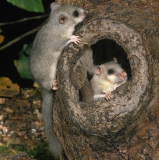Edible dormouse (glis glis), adult at nest entrance