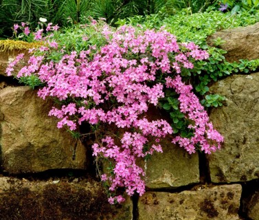 Großer Staudenphlox (phlox paniculata) (Phlox paniculata), Flammenblumen, Rispige Flammenblume,