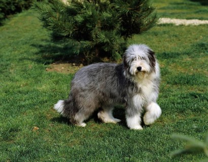 Bearded Collie Dog standing on Lawn