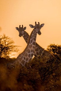 2 giraffes (Giraffa camelopardalis) at sunset, Onguma Private Game Reserve, Etosha, Namibia, Africa