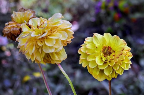 Faded dahlias (Dahlia), Bavaria, Germany, Europe