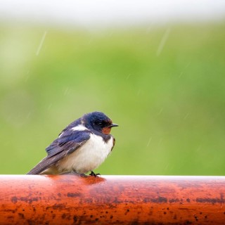 Smoke swallow on a red pole at rainy weather