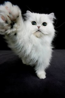 Chinchilla Persian domestic cat, adult playing against black background