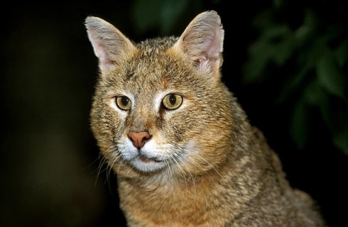 Jungle Cat (felis chaus), Portrait of Adult