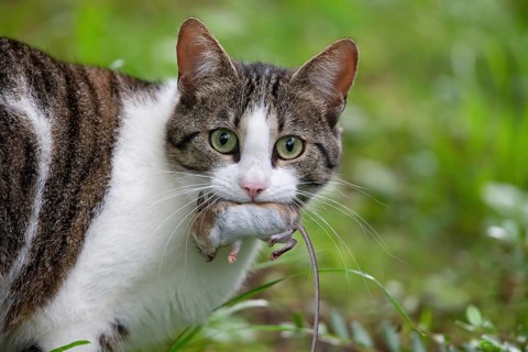 Cat with a caught mouse in its mouth