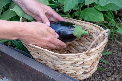 Hand picking organic eggplant, aubergine or brinjal in the greenhouse