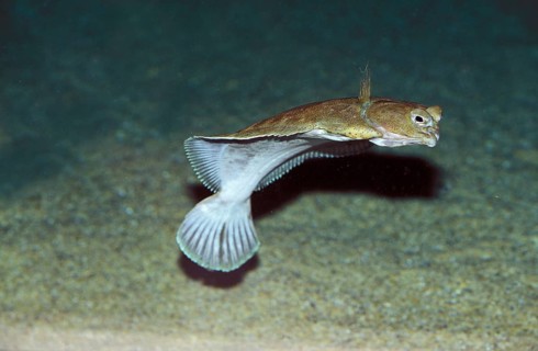 Turbot (scophthalmus maximus), Adult swimming