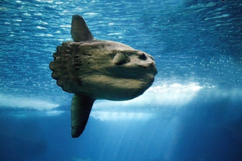 Sunfish (mola mola), Adult