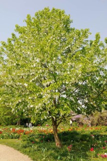 Dove tree (Davidia involucrata var.vilmoriniana), dove tree, Tupelo family (Nyssaceae)
