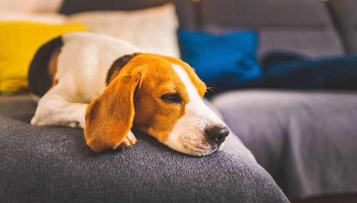 Sleeping beagle dog on sofa. Lazy day on couch. Dog background