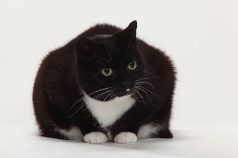 Domestic cat, too fat, overweight