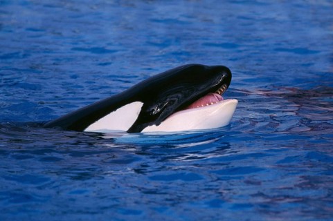 Killerwhale, Orca (Orcinus orca), Schwertwal, Orka