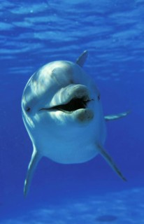 BOTTLENOSE DOLPHIN (tursiops truncatus), HONDURAS