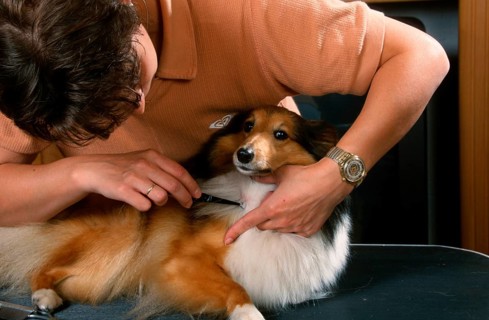 Woman removes tick from Sheltie