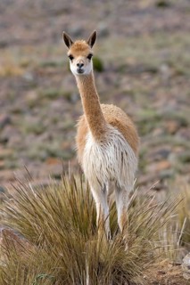 Vicuña (vicugna vicugna), Pampas Galeras Reserve in Peru