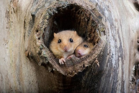 COMMON hazel dormouse (muscardinus avellanarius), PAIR AT THE NEST ENTRANCE, NORMANDY IN FRANCE