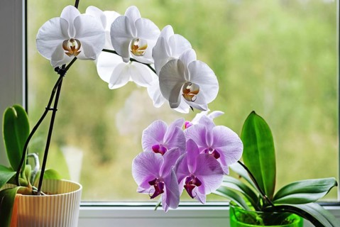 Orchids blooming in flower pots on window sill