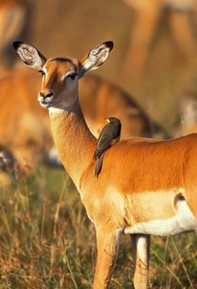 Impala (aepyceros) melampus, FEMALE WITH A YELLOW SNAKE PINGER (buphagus africanus), KENYA