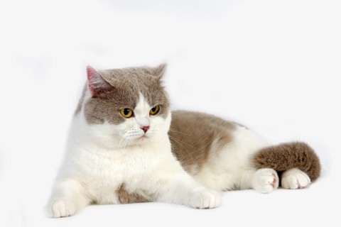 Purple and white British shorthair domestic cat, male against white background