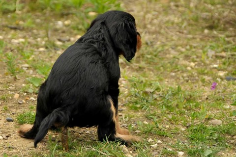 Cavalier King Charles Spaniel, black and tan, puppy, bitch, 8 weeks, feces, dog poop, defecate,