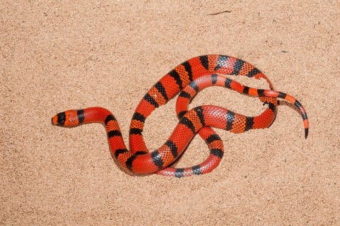Lampropeltis hondurensis, Honduras triangle snake, Honduras king snake, Honduras triangle snakes,