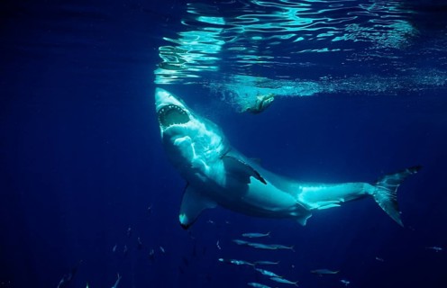Great white shark, Carcharodon carcharias, Mexico, Pacific Ocean, Guadalupe, Central America