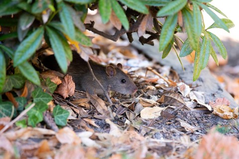 Brown rat (Rattus norvegicus), sitting under a shrub by the roadside, Velbert, North