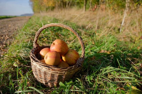 Boskoop harvest, Boskop, willow basket, fruit basket, apple variety, Renette, cultivated apple,