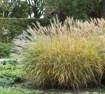 Chinese reed (Miscanthus sinensis 'Yaku Jima')
