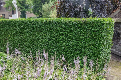 Privet (Ligustrum ovalifolium)