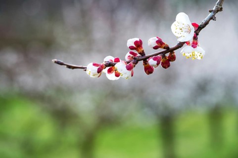 Apricot blossom, Wachau, Austria, Europe