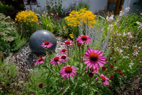 Home garden with echinacea flowers, garden, insect meadow, bee pasture, garden design, Kocher