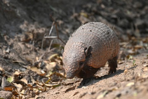 Six-banded armadillo (Euphractus sexcinctus) moving through dry leaves and soil in a natural