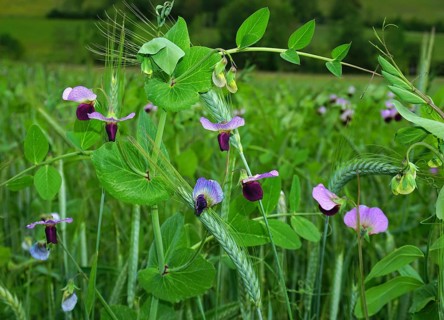 Futterwicke, Vicia sativa, Saat-Wicke, tare, common vetch, black-pod vetch, narrow-leaf vetch