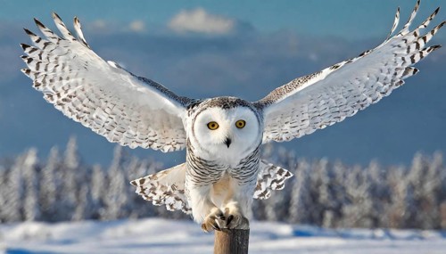 AI generated, animal, animals, bird, birds, biotope, habitat, a, individual, eurle, snowy owl (Bubo