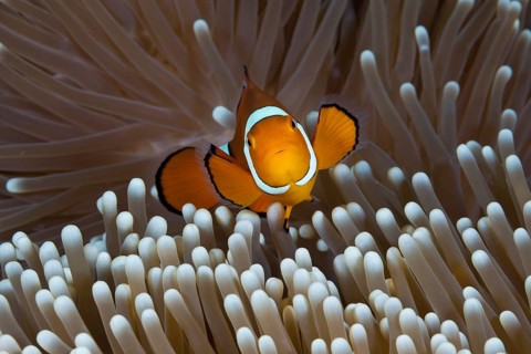 Clown anemonefish, Amphiprion percula, Great Barrier Reef, Australia, Oceania